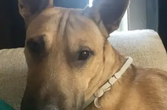 Lost Tan Dog, Chipped Ear - Shawnee