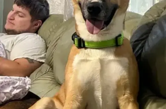 Lost Dog: Tan, Black & White, Lime Collar