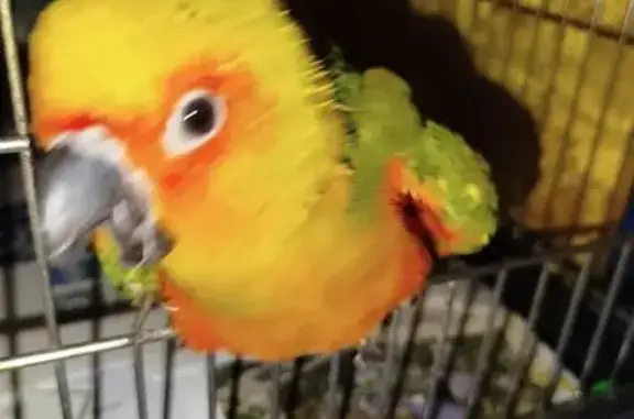 Lost Bird: Bright Colors & Loud Calls