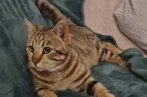 Animaux perdus Hallennes-lez-Haubourdin, photo: Chat perdu à Hallennes-lez-Haubourdin