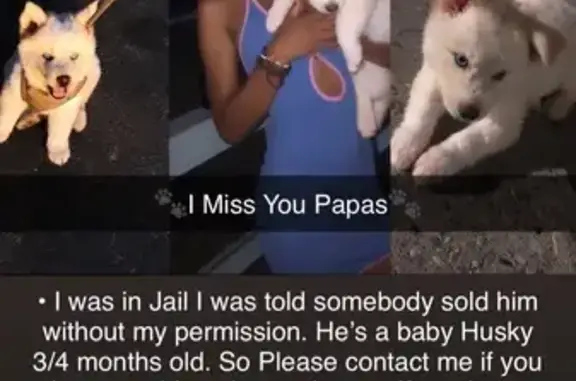 Lost Dog Near Doral Court, Oceanside