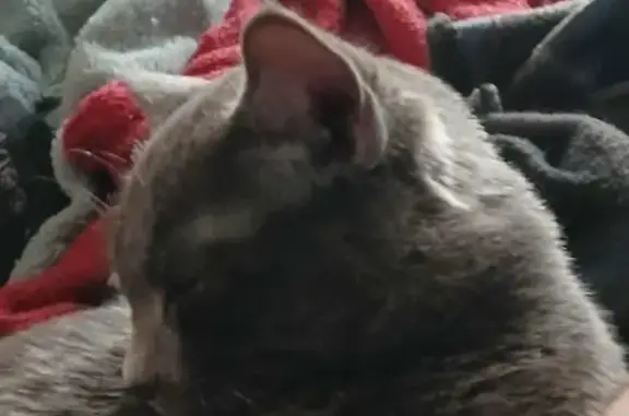 Lost Grey Cat: White Patch on Chest