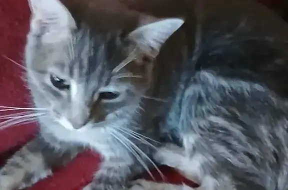 Lost: Fluffy Grey/White Cat in Emmetsburg