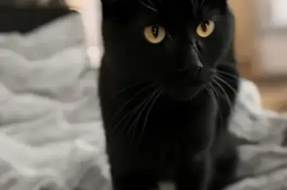 Chat perdu, Mont-Saint-Martin, photo: Chatte noire perdue à Mont-Saint-Martin