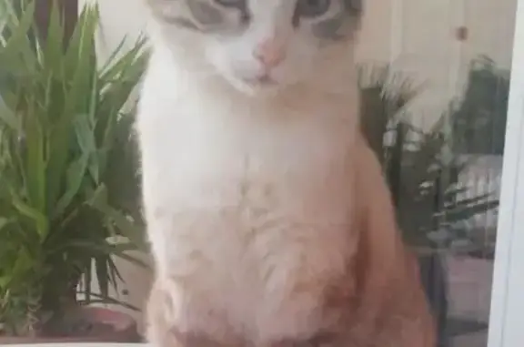 Gato Perdido: Tostado con Calcetines Blancos