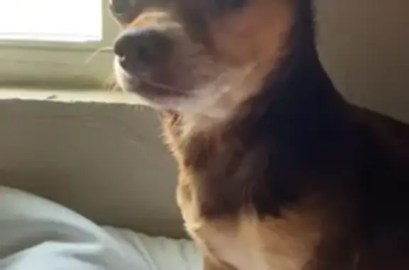 Lost Chihuahua on SW 45th St, OKC