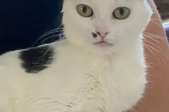 Chatte perdue à Lamillarie, Puygouzon - photo