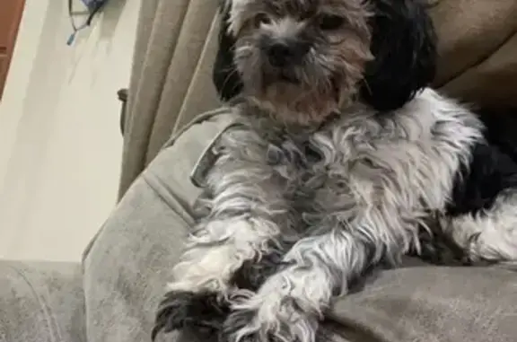 Lost Friendly Black & White Dog in Warren