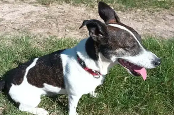 Animaux perdus Bourgogne-Franche-Comté, photo: Chienne Jack Russel perdue à Ciry-le-Noble