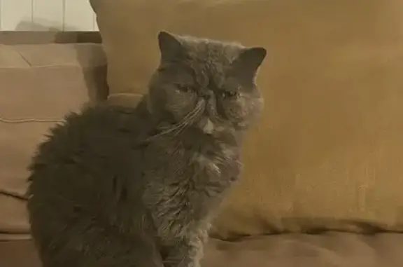 Lost Cat Billy: Squished Face, Loving