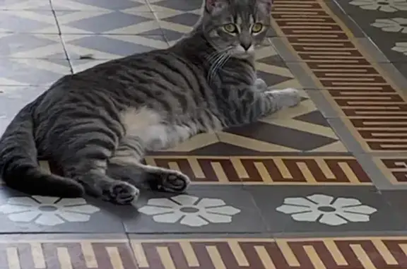 Chat perdu, Solesmes, photo: Chatte perdue, tigrée grise, Solesmes