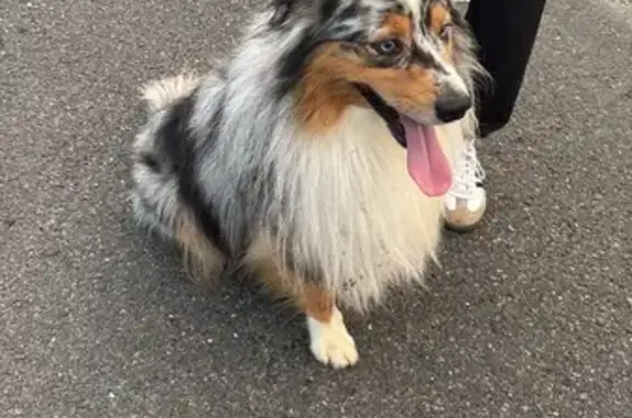 Chien trouvé, jeune et en bonne santé - photo