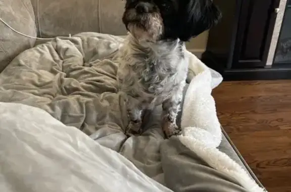 Lost Dog: Black & White on Richard Dr.