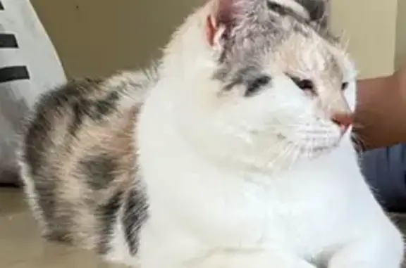 Chat perdue, blanche tachetée, Rue du Rocher - photo