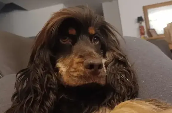 Chien perdu Florensac, photo : Cocker anglais Gloria volée à Florensac