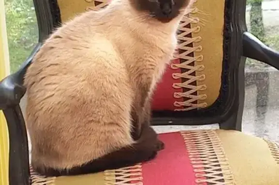 Animaux perdus Épinal, photo: Chatte perdue Loulou à Épinal
