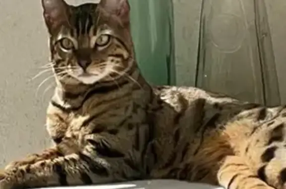 Búsqueda de mascotas, foto: Gato Bengalí Perdido en Conde de Vilches