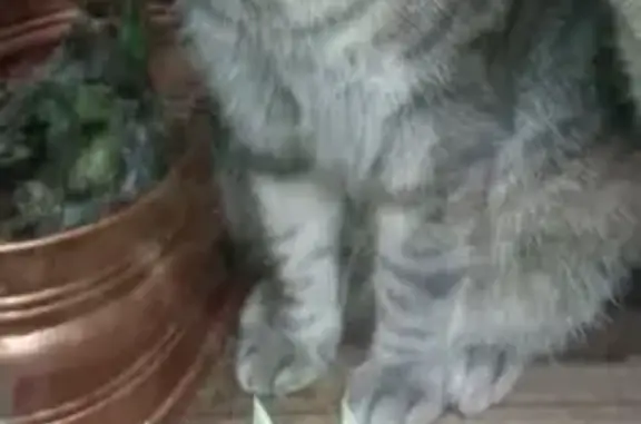 Animaux perdus , photo: Chat perdu : tigré gris/blanc, yeux verts
