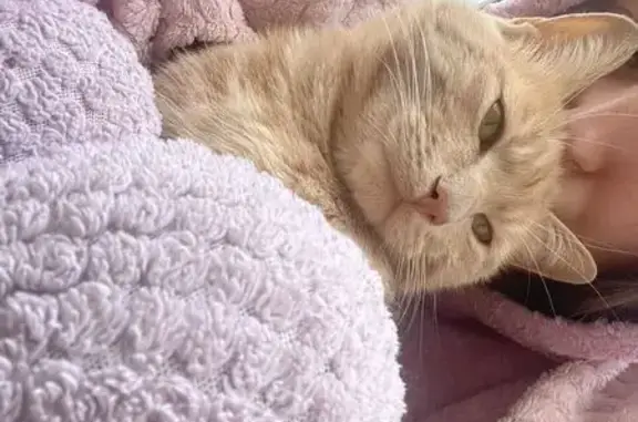 Animaux perdus L'Isle-d'Abeau, photo: Chat perdu : Simba, roux, sociable, L'Isle-d'Abeau