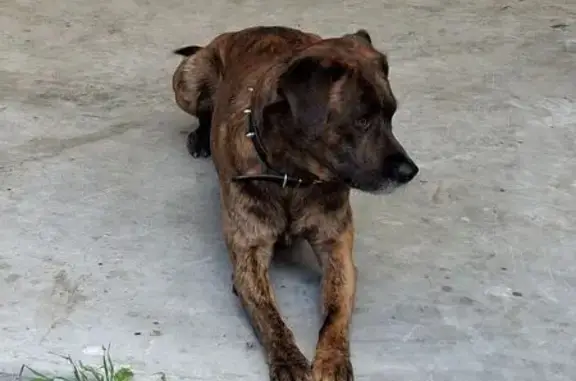 Animaux perdus Rimogne, photo: Chien perdu à Rimogne, rue Pasteur
