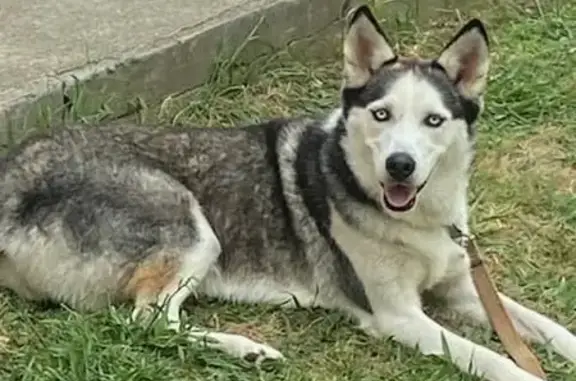 Husky retrouvée, Rue du Moulin, 20/09/25 - photo