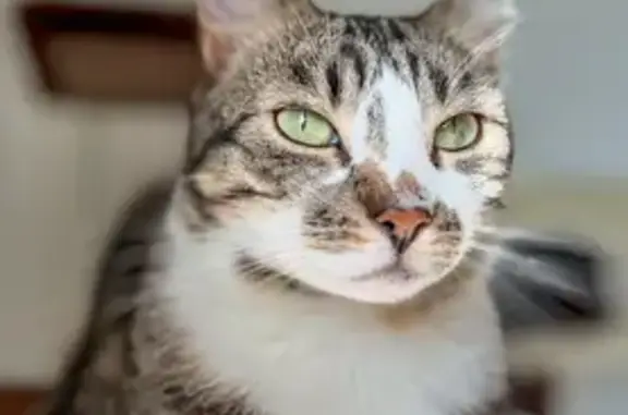 Chat perdu, Châtenois, photo: Chat tigré perdu à Châtenois