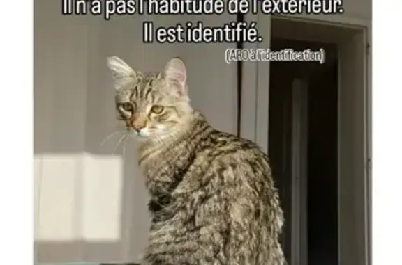 Chat perdu, , photo: Chaton perdu à Marcoing, aide recherchée !