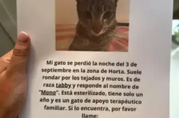 ¡Ayuda! Gato atigrado perdido en Barcelona