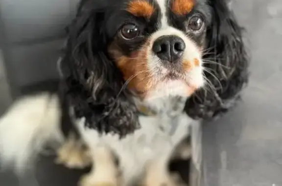 Chien perdu Cavalier King Charles, Faulquemont - photo