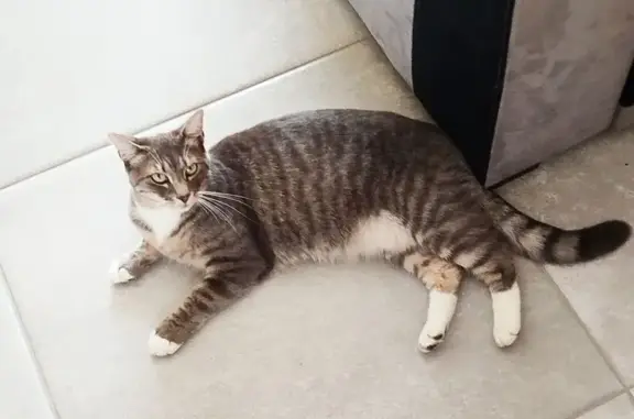Chat tigré gris perdu à Marcilly-le-Châtel - photo