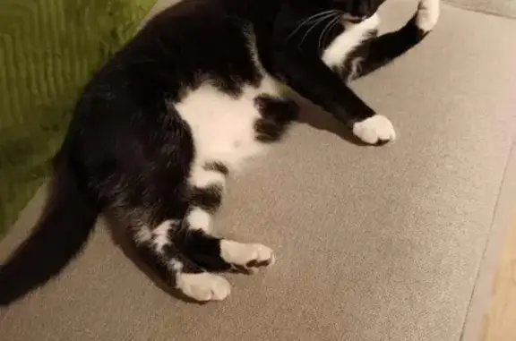 Chat perdu : noir et blanc, Rue de Romaine - photo
