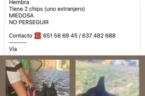 ¡Urgente! Pastora Alemana Perdida en Sant Cugat