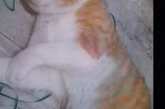 Animaux perdus Ivry-sur-Seine, photo: Chat blanc et roux perdu à Ivry-sur-Seine