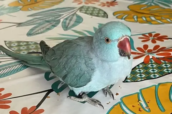 Animaux trouvés Villeurbanne, photo: Perruche à collier bleu-gris trouvée