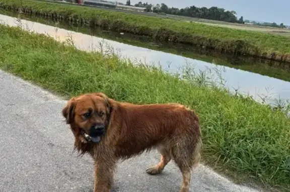 Animaux trouvés , photo: Chien trouvé à Audruicq (Hauts-de-France)