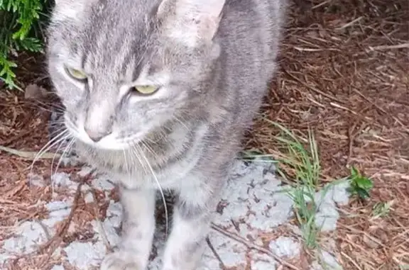 Chat perdue Gris tigre à Féchain - photo