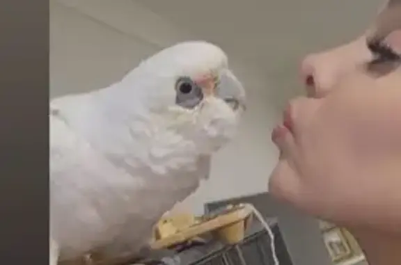 Lost Bird: Loud Screecher Missing in Baw Baw