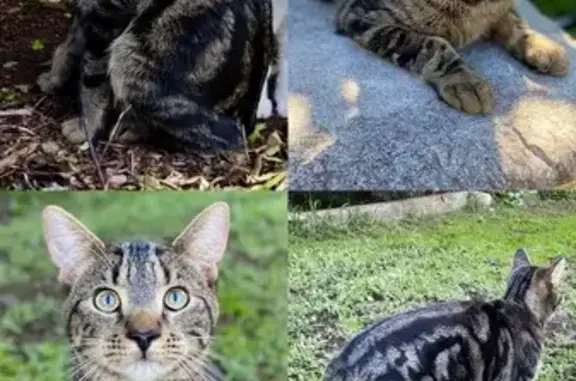Help Find Our Missing Cat in Lancefield!