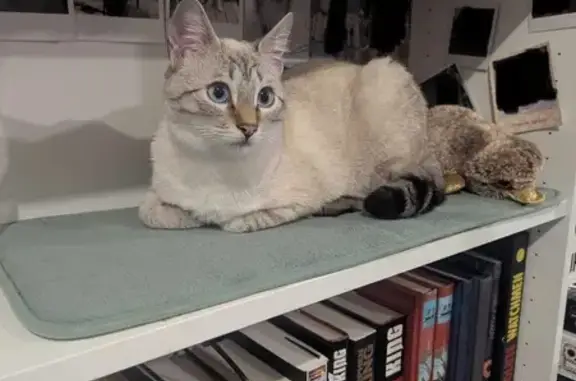 Animaux perdus , photo: Chat perdu : Kirua, tigré blanc yeux bleus