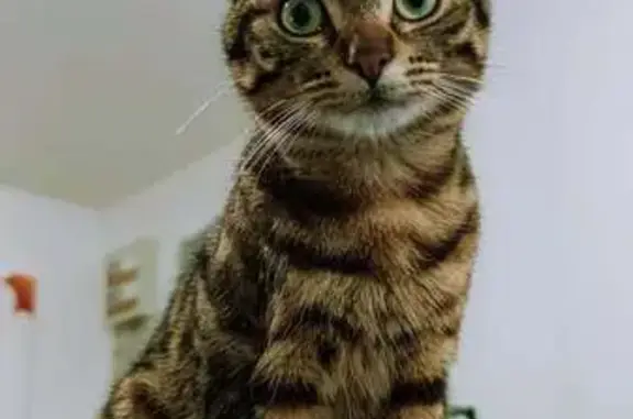 Chat tigré perdu, Thanos, 3 ans, La Chaussée - photo