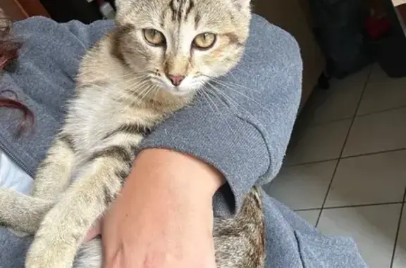 Chat perdu, Bourbon-l'Archambault, photo: Chatte tigrée câline perdue au parc