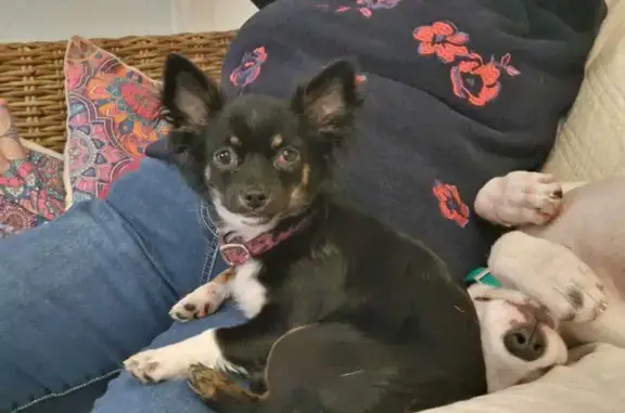 Chien perdu Blausasc, photo : Chien perdu : Chihuahua femelle 1 an, Blausasc