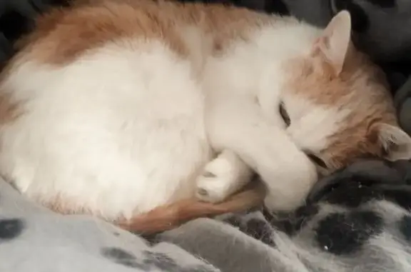 Chatte perdue : Nessy, blanche et orange - photo