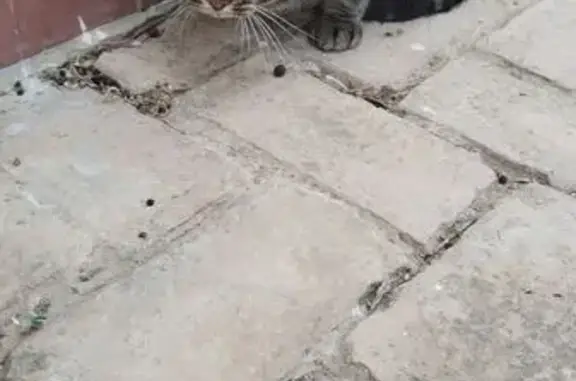 Gato Gris y Negro Encontrado e...
