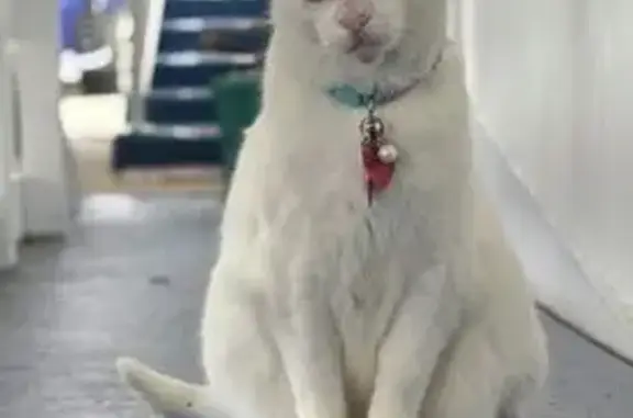 Help Find Angel: Lost Cat in Florida
