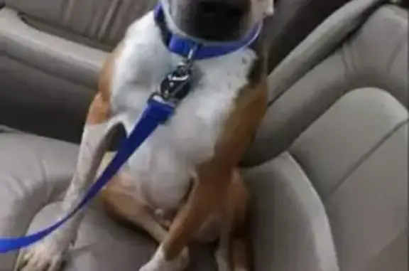 Lost: Sweet Tri-Color Hound Needs Meds