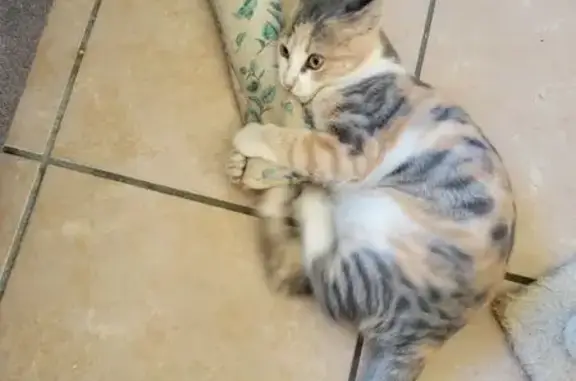Animaux trouvés Albertville, photo: Chatte tigrée sociable trouvée à Albertville