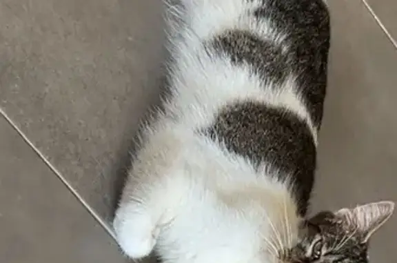 Chat perdu : Hadès, mâle blanc-tigré, Abscon - photo