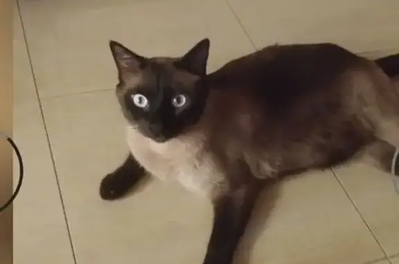 Se Busca: Gato Siamés Perdido en Mairena