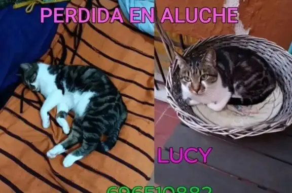 Búsqueda de mascotas, foto: Gata Atigrada Gris Perdida en Madrid